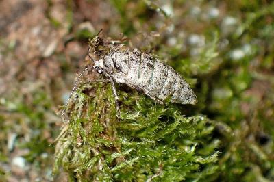 <i>Phigalia pilosaria</i>