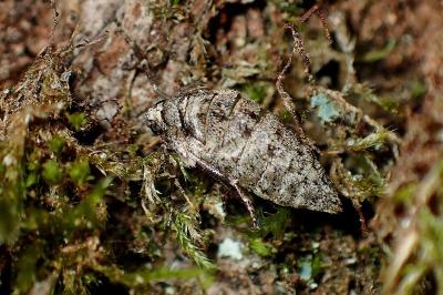 <i>Phigalia pilosaria</i>