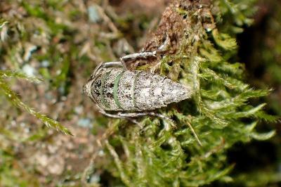 <i>Phigalia pilosaria</i>