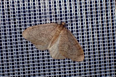 <i>Operophtera fagata</i>