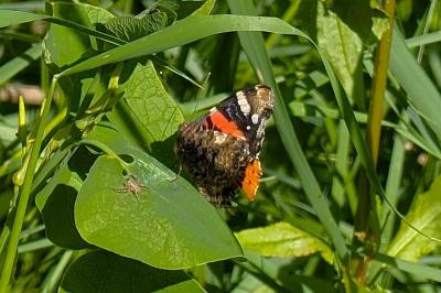 <i>Vanessa atalanta</i>