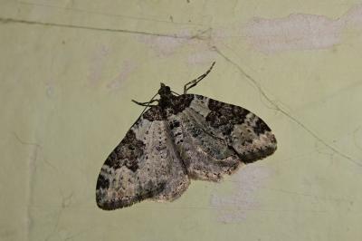<i>Xanthorhoe fluctuata</i>