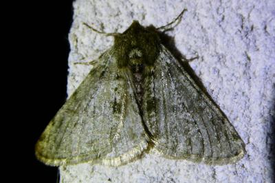 <i>Phigalia pilosaria</i>