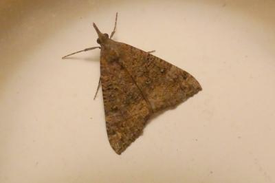 <i>Hypena obsitalis</i>