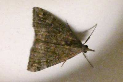 <i>Hypena obsitalis</i>