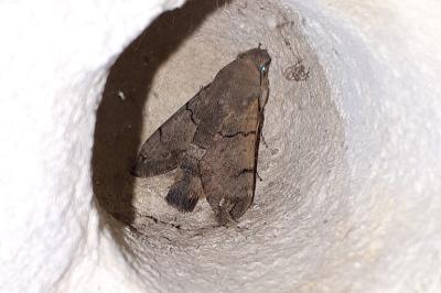 <i>Macroglossum stellatarum</i>