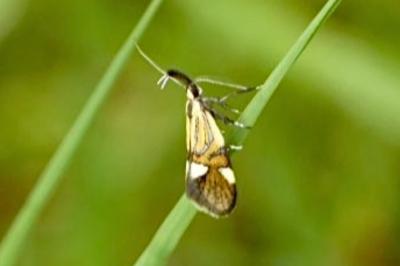 <i>Alabonia geoffrella</i>
