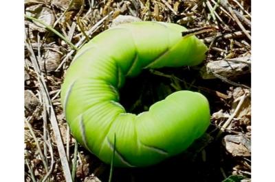 <i>Sphinx ligustri</i>