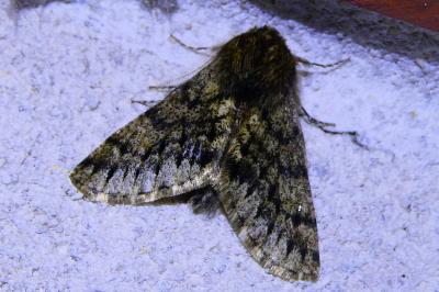 <i>Apocheima hispidaria</i>