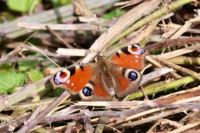 <i>Aglais io</i>