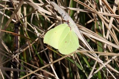 <i>Gonepteryx rhamni</i>