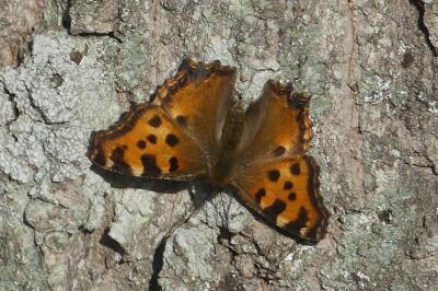 <i>Nymphalis polychloros</i>