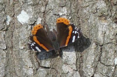 <i>Vanessa atalanta</i>