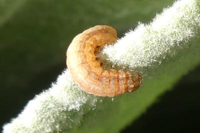 <i>Noctua pronuba</i>