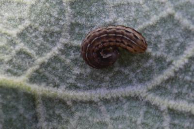 <i>Noctua pronuba</i>
