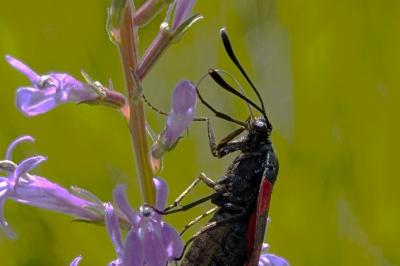 <i>Zygaena transalpina</i>