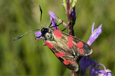 <i>Zygaena transalpina</i>