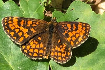 <i>Melitaea athalia</i>