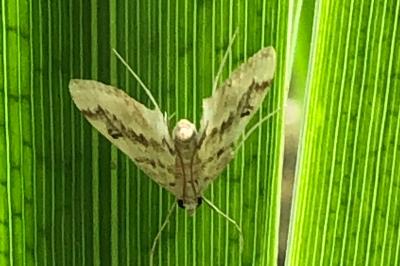 <i>Parapoynx stratiotata</i>