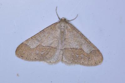 <i>Phigaliohybernia marginaria</i>