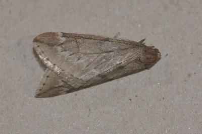 <i>Alsophila aescularia</i>