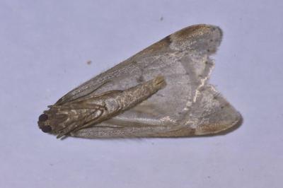 <i>Alsophila aescularia</i>