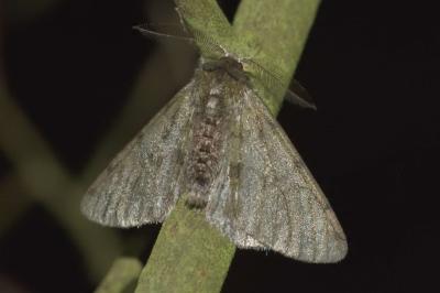 <i>Phigalia pilosaria</i>