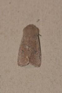 <i>Orthosia cruda</i>