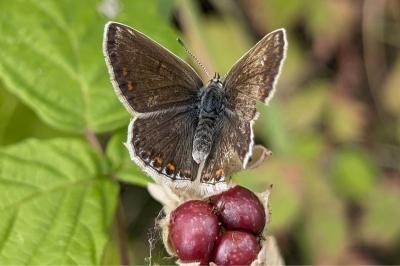 <i>Polyommatus icarus</i>