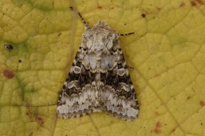 <i>Hecatera bicolorata</i>