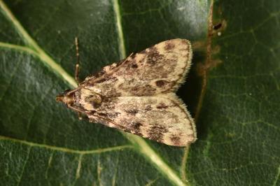 <i>Aglossa caprealis</i>