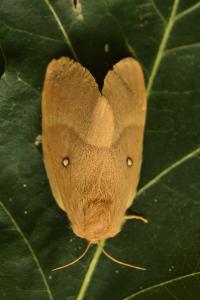 <i>Lasiocampa quercus</i>
