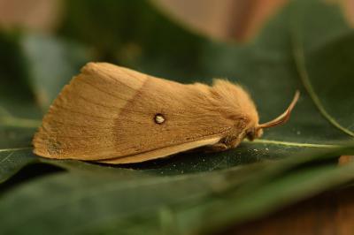 <i>Lasiocampa quercus</i>