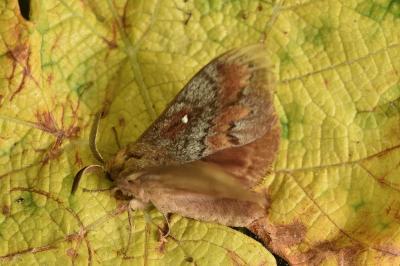 <i>Dendrolimus pini</i>
