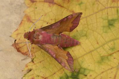 <i>Deilephila porcellus</i>