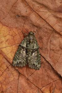 <i>Cryphia algae</i>