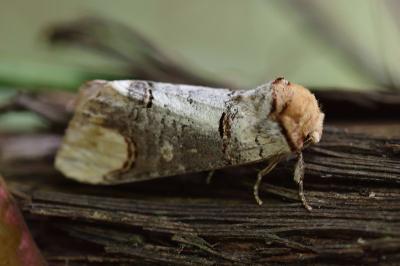 <i>Phalera bucephala</i>
