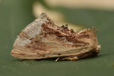 Ptilodon cucullina