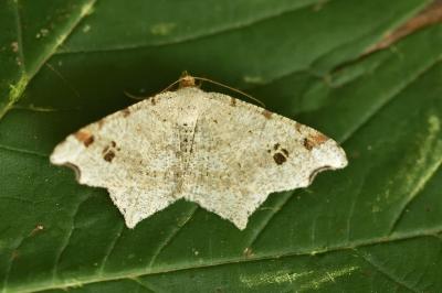 <i>Macaria alternata</i>