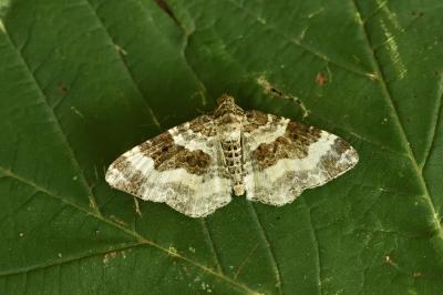 <i>Epirrhoe rivata</i>