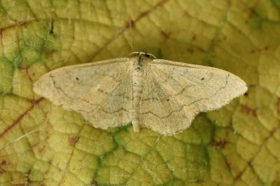 <i>Idaea straminata</i>