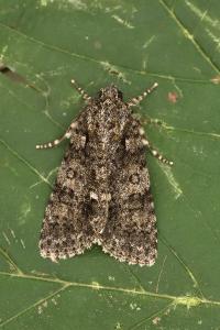 <i>Acronicta rumicis</i>