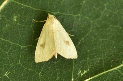 <i>Rivula sericealis</i>