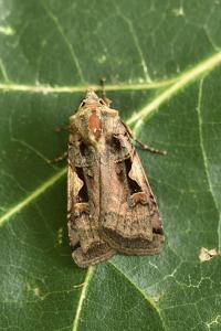 <i>Xestia c-nigrum</i>
