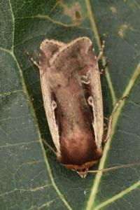 <i>Ochropleura plecta</i>