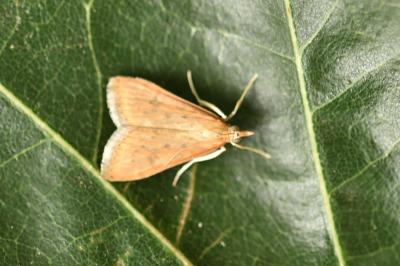 <i>Udea ferrugalis</i>