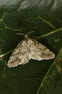 <i>Tephronia sepiaria</i>