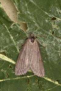 <i>Pachycnemia hippocastanaria</i>