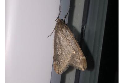<i>Alsophila aescularia</i>