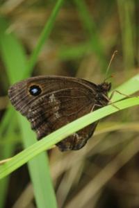 <i>Minois dryas</i>